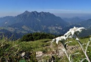 19 Stelle alpine (Leontopodium alpinum) per l'Alben